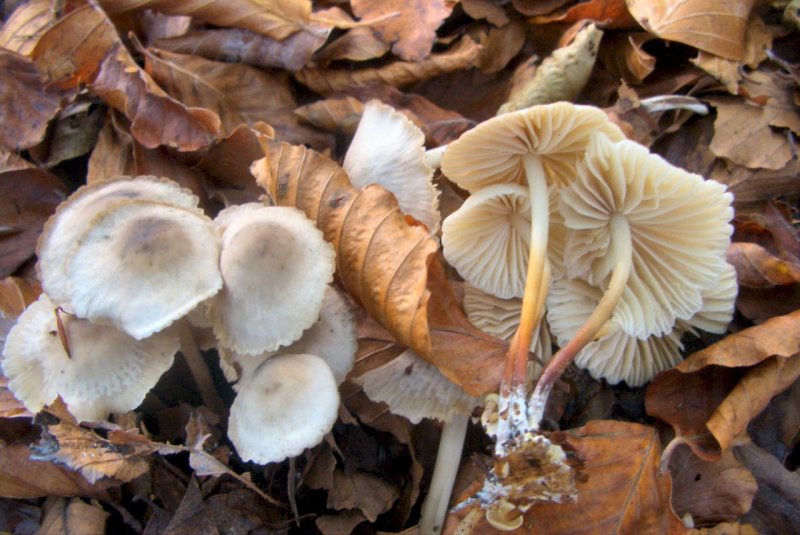 Conferma per Mycena pura